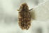  (Xylechinus fuliginosus - CNC COLEO 00139183)  @11 [ ] CreativeCommons - Attribution (2012) CNC/CBG Photography Group Centre for Biodiversity Genomics