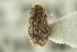  ( - CNC COLEO 00139184)  @11 [ ] CreativeCommons - Attribution (2012) CNC/CBG Photography Group Centre for Biodiversity Genomics