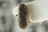  ( - CNC COLEO 00139187)  @11 [ ] CreativeCommons - Attribution (2012) CNC/CBG Photography Group Centre for Biodiversity Genomics