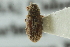  ( - CNC COLEO 00139192)  @13 [ ] CreativeCommons - Attribution (2012) CNC/CBG Photography Group Centre for Biodiversity Genomics