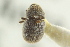  ( - CNC COLEO 00139216)  @12 [ ] CreativeCommons - Attribution (2012) CNC/CBG Photography Group Centre for Biodiversity Genomics