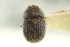  ( - CNC COLEO 00139217)  @11 [ ] CreativeCommons - Attribution (2012) CNC/CBG Photography Group Centre for Biodiversity Genomics
