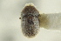  ( - CNC COLEO 00139218)  @11 [ ] CreativeCommons - Attribution (2012) CNC/CBG Photography Group Centre for Biodiversity Genomics