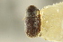  ( - CNC COLEO 00139237)  @11 [ ] CreativeCommons - Attribution (2012) CNC/CBG Photography Group Centre for Biodiversity Genomics