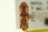  ( - CNC COLEO 00139242)  @11 [ ] CreativeCommons - Attribution (2012) CNC/CBG Photography Group Centre for Biodiversity Genomics