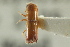  (Acanthotomicus perexiguus - CNC COLEO 00139243)  @11 [ ] CreativeCommons - Attribution (2012) CNC/CBG Photography Group Centre for Biodiversity Genomics