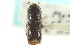  ( - CNC COLEO 00139262)  @11 [ ] CreativeCommons - Attribution (2012) CNC/CBG Photography Group Centre for Biodiversity Genomics