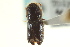  ( - CNC COLEO 00139269)  @11 [ ] CreativeCommons - Attribution (2012) CNC/CBG Photography Group Centre for Biodiversity Genomics