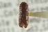  ( - CNC COLEO 00139270)  @11 [ ] CreativeCommons - Attribution (2012) CNC/CBG Photography Group Centre for Biodiversity Genomics