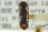  ( - CNC COLEO 00139281)  @11 [ ] CreativeCommons - Attribution (2012) CNC/CBG Photography Group Centre for Biodiversity Genomics