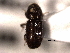  ( - CNC COLEO 00155710)  @12 [ ] CreativeCommons - Attribution (2012) CNC/CBG Photography Group Centre for Biodiversity Genomics