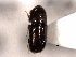  (Pityogenes fossifrons - CNC COLEO 00155711)  @13 [ ] CreativeCommons - Attribution (2012) CNC/CBG Photography Group Centre for Biodiversity Genomics