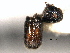  ( - CNC COLEO 00155720)  @11 [ ] CreativeCommons - Attribution (2012) CBG Photography Group Centre for Biodiversity Genomics