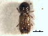  ( - CNC COLEO 00155724)  @11 [ ] CreativeCommons - Attribution (2012) CBG Photography Group Centre for Biodiversity Genomics