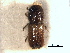  ( - CNC COLEO 00155725)  @11 [ ] CreativeCommons - Attribution (2012) CBG Photography Group Centre for Biodiversity Genomics