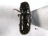  ( - CNC COLEO 00155727)  @12 [ ] CreativeCommons - Attribution (2012) CBG Photography Group Centre for Biodiversity Genomics