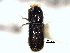  ( - CNC COLEO 00155728)  @13 [ ] CreativeCommons - Attribution (2012) CBG Photography Group Centre for Biodiversity Genomics
