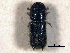 ( - CNC COLEO 00155732)  @11 [ ] CreativeCommons - Attribution (2012) CBG Photography Group Centre for Biodiversity Genomics