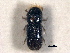  ( - CNC COLEO 00155733)  @11 [ ] CreativeCommons - Attribution (2012) CBG Photography Group Centre for Biodiversity Genomics