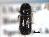  ( - CNC COLEO 00155735)  @11 [ ] CreativeCommons - Attribution (2012) CBG Photography Group Centre for Biodiversity Genomics
