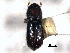  ( - CNC COLEO 00155740)  @11 [ ] CreativeCommons - Attribution (2012) CBG Photography Group Centre for Biodiversity Genomics