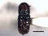  (Hylocurus incomptus - CNC COLEO 00155741)  @11 [ ] CreativeCommons - Attribution (2012) CBG Photography Group Centre for Biodiversity Genomics