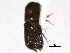  ( - CNC COLEO 00155746)  @11 [ ] CreativeCommons - Attribution (2012) CBG Photography Group Centre for Biodiversity Genomics