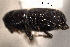  ( - CNC COLEO 00155748)  @11 [ ] CreativeCommons - Attribution (2012) CBG Photography Group Centre for Biodiversity Genomics