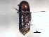  ( - CNC COLEO 00155749)  @11 [ ] CreativeCommons - Attribution (2012) CBG Photography Group Centre for Biodiversity Genomics
