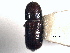  (Micracis burgosi - CNC COLEO 00155753)  @11 [ ] CreativeCommons - Attribution (2012) CBG Photography Group Centre for Biodiversity Genomics