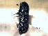  ( - CNC COLEO 00155761)  @11 [ ] CreativeCommons - Attribution (2012) CBG Photography Group Centre for Biodiversity Genomics