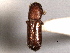  (Micracis lignator - CNC COLEO 00155764)  @11 [ ] CreativeCommons - Attribution (2012) CBG Photography Group Centre for Biodiversity Genomics