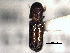  ( - CNC COLEO 00155765)  @11 [ ] CreativeCommons - Attribution (2012) CBG Photography Group Centre for Biodiversity Genomics