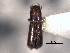  (Micracis ovatus - CNC COLEO 00155766)  @11 [ ] CreativeCommons - Attribution (2012) CBG Photography Group Centre for Biodiversity Genomics