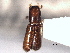 ( - CNC COLEO 00155767)  @11 [ ] CreativeCommons - Attribution (2012) CBG Photography Group Centre for Biodiversity Genomics