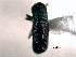  ( - CNC COLEO 00155778)  @11 [ ] CreativeCommons - Attribution (2012) CBG Photography Group Centre for Biodiversity Genomics