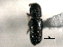  ( - CNC COLEO 00155779)  @11 [ ] CreativeCommons - Attribution (2012) CBG Photography Group Centre for Biodiversity Genomics