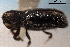  ( - CNC COLEO 00155780)  @11 [ ] CreativeCommons - Attribution (2012) CBG Photography Group Centre for Biodiversity Genomics