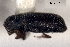  ( - CNC COLEO 00155788)  @11 [ ] CreativeCommons - Attribution (2012) CBG Photography Group Centre for Biodiversity Genomics