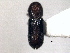  ( - CNC COLEO 00155793)  @11 [ ] CreativeCommons - Attribution (2012) CBG Photography Group Centre for Biodiversity Genomics