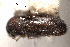  (Pseudothysanoes arbuti - CNC COLEO 00155805)  @11 [ ] CreativeCommons - Attribution (2012) CNC/CBG Photography Group Centre for Biodiversity Genomics