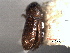  ( - CNC COLEO 00155806)  @11 [ ] CreativeCommons - Attribution (2012) CNC/CBG Photography Group Centre for Biodiversity Genomics