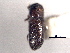  (Pseudothysanoes brunneus - CNC COLEO 00155811)  @11 [ ] CreativeCommons - Attribution (2012) CNC/CBG Photography Group Centre for Biodiversity Genomics