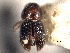  ( - CNC COLEO 00155816)  @11 [ ] CreativeCommons - Attribution (2012) CNC/CBG Photography Group Centre for Biodiversity Genomics