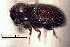  (Pseudothysanoes dislocatus - CNC COLEO 00155819)  @11 [ ] CreativeCommons - Attribution (2012) CNC/CBG Photography Group Centre for Biodiversity Genomics
