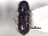 (Pseudothysanoes fimbriatus - CNC COLEO 00155821)  @11 [ ] CreativeCommons - Attribution (2012) CNC/CBG Photography Group Centre for Biodiversity Genomics