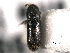  ( - CNC COLEO 00155830)  @11 [ ] CreativeCommons - Attribution (2012) CNC/CBG Photography Group Centre for Biodiversity Genomics