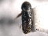  ( - CNC COLEO 00155831)  @11 [ ] CreativeCommons - Attribution (2012) CNC/CBG Photography Group Centre for Biodiversity Genomics