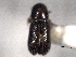  (Pseudothysanoes huachucae - CNC COLEO 00155832)  @11 [ ] CreativeCommons - Attribution (2012) CNC/CBG Photography Group Centre for Biodiversity Genomics