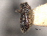  (Pseudothysanoes peniculus - CNC COLEO 00155839)  @11 [ ] CreativeCommons - Attribution (2012) CNC/CBG Photography Group Centre for Biodiversity Genomics